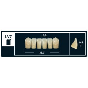 Зубы Yeti A3,5 LV7 фронтальный низ (Tribos) 6 шт. 27104 - фото 365554