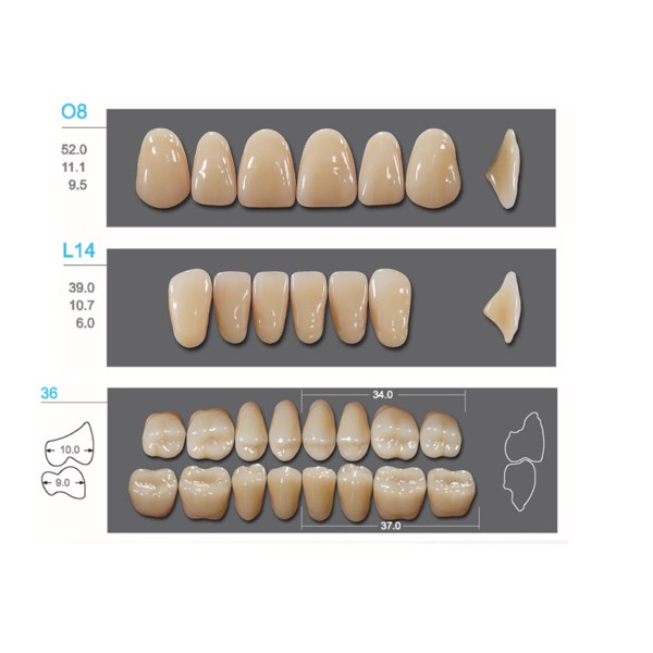 Kaifeng - зубы акриловые, верхние O8, овальные, цвет C2, коробка 4х28 шт C2O8/L14/34_Kaifeng - фото 400046