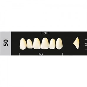 Зубы Major D3  50 фронтальный верх, 6 шт (Super Lux) st747518