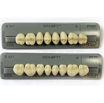 Зубы VITA  MFT Posteriores 2M1 PL31 жевательные низ (8 шт),  A42M1PL31, VITA УТ-00009044