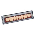 Ivocryl Set - набор боковых пластмассовых зубов, 8 шт 539610 - фото 400151