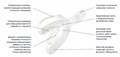 Ложки слепочные Impression Tray (10шт), Низ-L, 71620, 3М 1231912400 - фото 461675