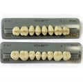 Зубы VITA  MFT Posteriores 2M1 PL31 жевательные низ (8 шт),  A42M1PL31, VITA УТ-00009044 - фото 522690
